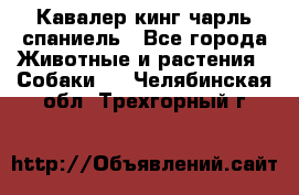 Кавалер кинг чарль спаниель - Все города Животные и растения » Собаки   . Челябинская обл.,Трехгорный г.